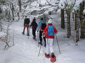 Quatre personnes vues de dos qui marchent à la file, raquettes aux pieds, sur un sentier en forêt abondamment enneigé.