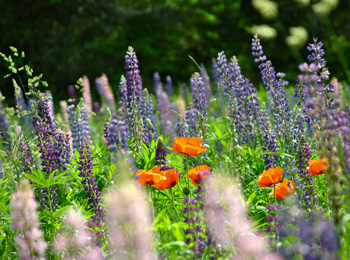 Jardins de Métis