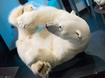 Ours polaire taxidermisé de l'exposition AlterAnima du Musée de la Nature et des Sciences de Sherbrooke.