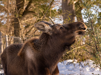 Caribou au Parc Omega