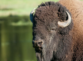 Bison au Parc Oméga