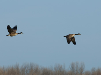 Deux bernaches qui volent à la Baie du Febvre.