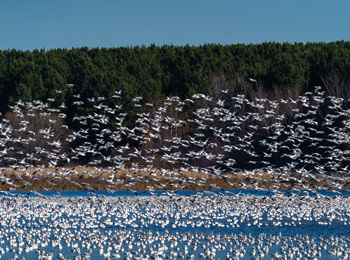 Envolée de milliers d'oies des neiges à Victoriaville.