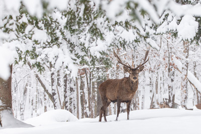 Donnez du panache à votre hiver au Parc Oméga!