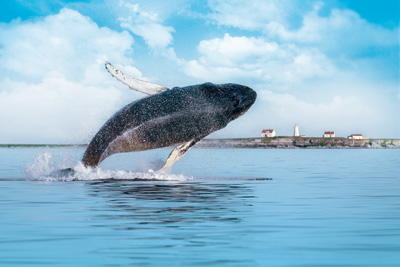 Le Fleuve Saint-Laurent : la meilleure expérience baleine au monde