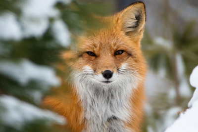 Le Zoo Ecomuseum : l’escapade familiale par excellence pour qui aime les animaux