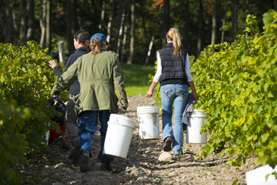 3 options pour parcourir La Route des vins Brome-Missisquoi