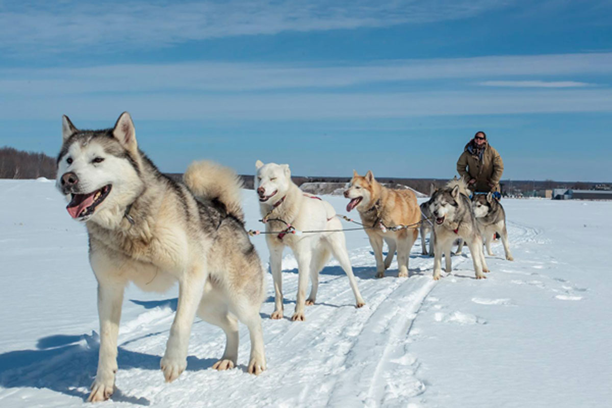 Où aller pour une magnifique expérience en traîneau à chiens