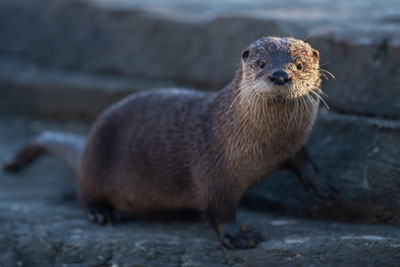 Participez à des activités immersives et exclusives au Zoo Ecomuseum!