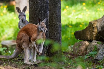 Suivez la piste des animaux sauvages au Parc Safari