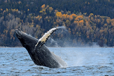 Un automne à la rencontre des baleines du Saint-Laurent