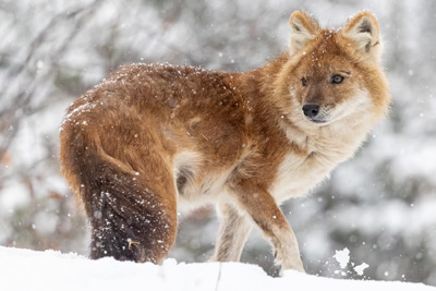 Visitez le Zoo de Granby pour une sortie de fin de semaine en famille