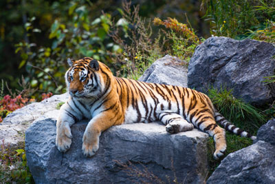 Le Zoo sauvage de Saint-Félicien : un attrait générateur de souvenirs depuis 60 ans!