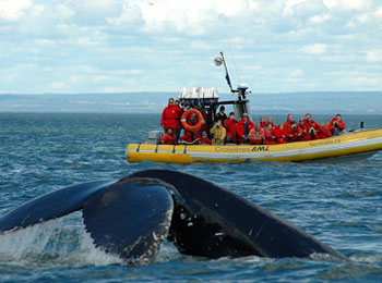 Zodiac rempli de passagers en train d'observer la queue d'une baleine qui émerge de l'eau.