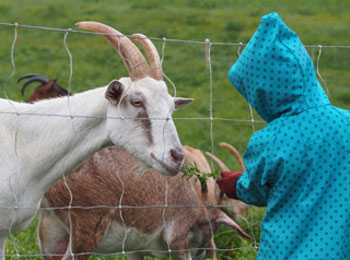 La ferme chez Cassis et Mélisse