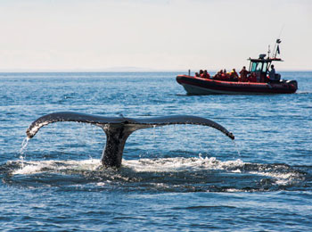 Le spectacle émouvant des baleines accessible grâce à Croisières Essipit