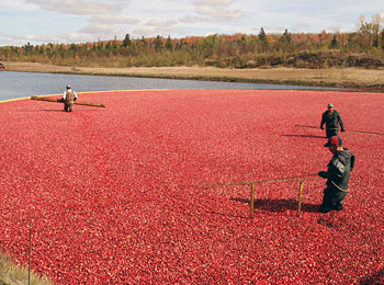 L'impressionnante récolte de canneberges
                dans la région de Victoriaville