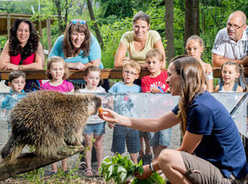Voyez la faune québécoise de près au Zoo Ecomuseum
