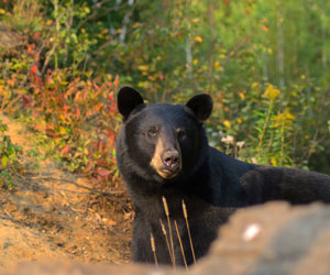 Observation de l'ours noir à la Ferme 5 Étoiles