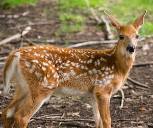 Zoo Ecomuseum