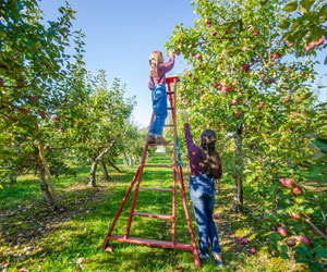 Cueillette de pommes