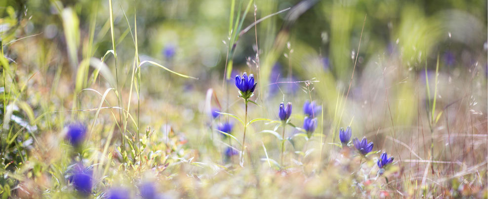 Profitez du printemps au Québec!