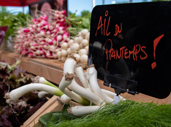 Gros plan d’un étal de marché, avec une affiche qui dit «Ail du printemps!».