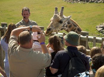 Groupe de personnes en train d’observer et de photographier une girafe dans un zoo.