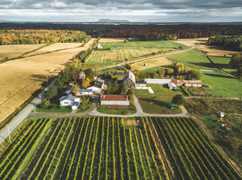 Champs de raisin, paysage rural et vignoble.