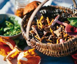 Festival des champignons forestiers du Kamouraska