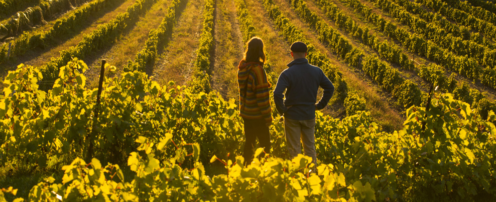 Vendanges sur la route des vins Brome-Missisquoi