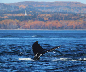 Croisières AML Charlevoix