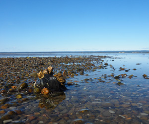 Parc Nature de Pointe-aux-Outardes