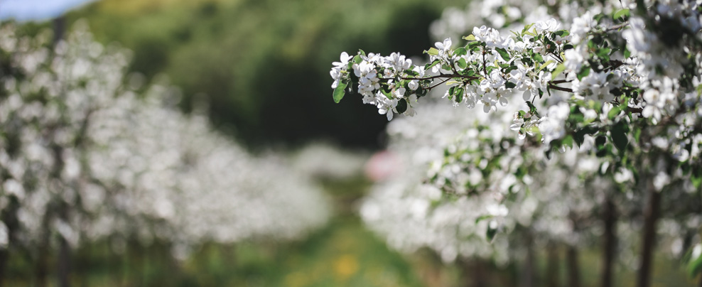 Pommiers en fleur au printemps dans le Haut-Richelieu.