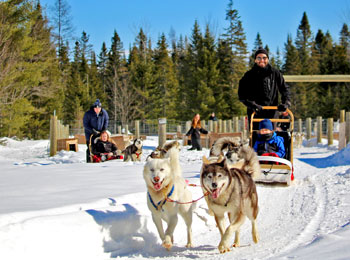 Excursion en traîneau à chiens