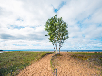 Arbre au bord du lac au parc national de la Pointe-Taillon.