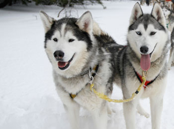 Chiens de traineau