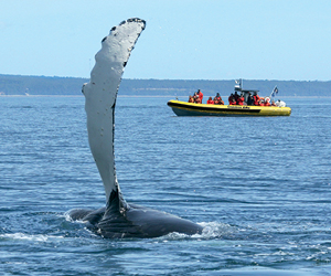 Croisière aux baleines