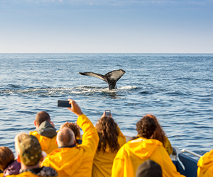 Observations des baleines