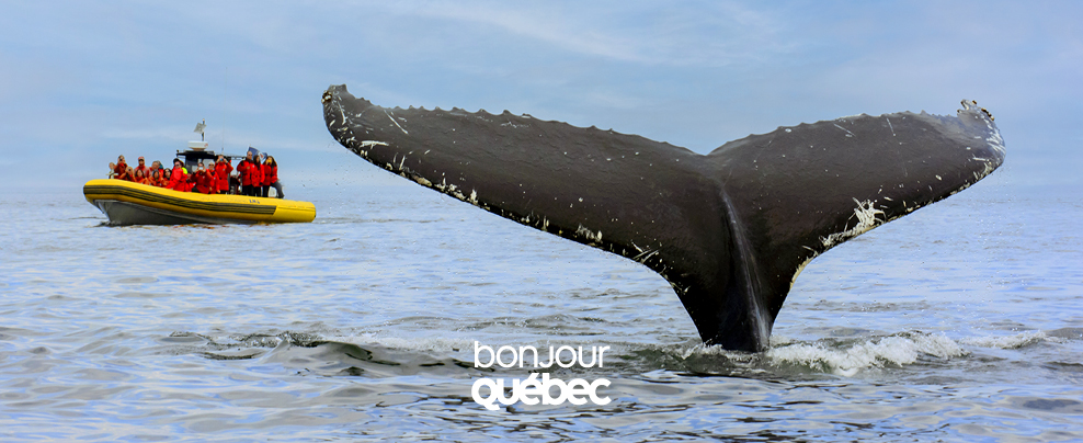 Queue de baleine qui sort de l’eau à l’avant-plan, Zodiac jaune avec passager·ères en arrière-plan.