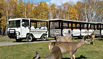 Zoo sauvage de Saint-Félicien