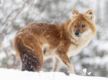 Dhole dans la neige au Zoo de Granby.