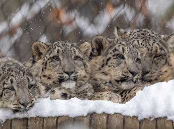 Quatre leopards des neiges en hiver au Zoo de Granby,