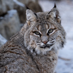 Activités spéciales pour la Saint-Valentin, la relâche et Pâques au Zoo Ecomuseum