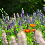 Découvrez l’un des jardins les plus nordiques en Amérique du Nord!
