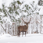 Donnez du panache à votre hiver au Parc Oméga!