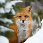 Le Zoo Ecomuseum : l’escapade familiale par excellence pour qui aime les animaux