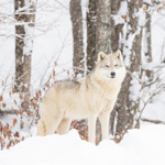 Nouveautés cet hiver au Parc Oméga
