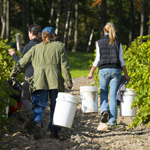 3 options pour parcourir La Route des vins Brome-Missisquoi