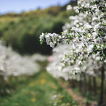 Plein air et activités gourmandes animent le printemps dans le Haut-Richelieu